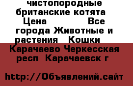 чистопородные британские котята › Цена ­ 10 000 - Все города Животные и растения » Кошки   . Карачаево-Черкесская респ.,Карачаевск г.